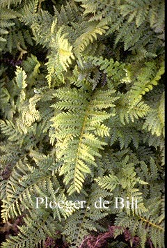 Polypodium interjectum 'Cornubiense' Polypodium interjectum 'Cornubiense'