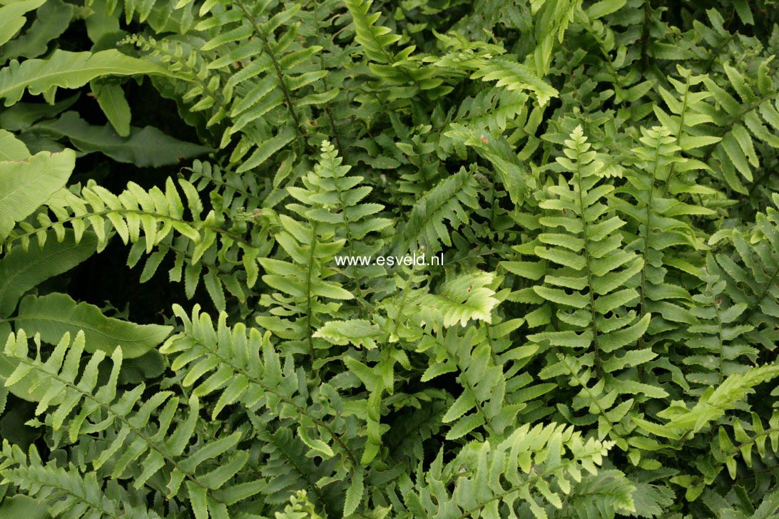 Polystichum munitum