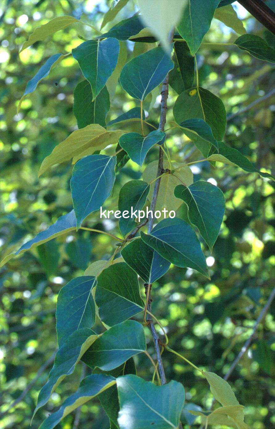 Populus balsamifera