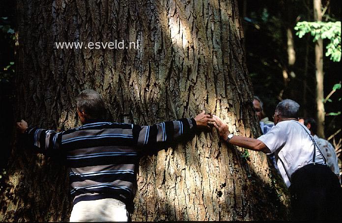 Populus canadensis