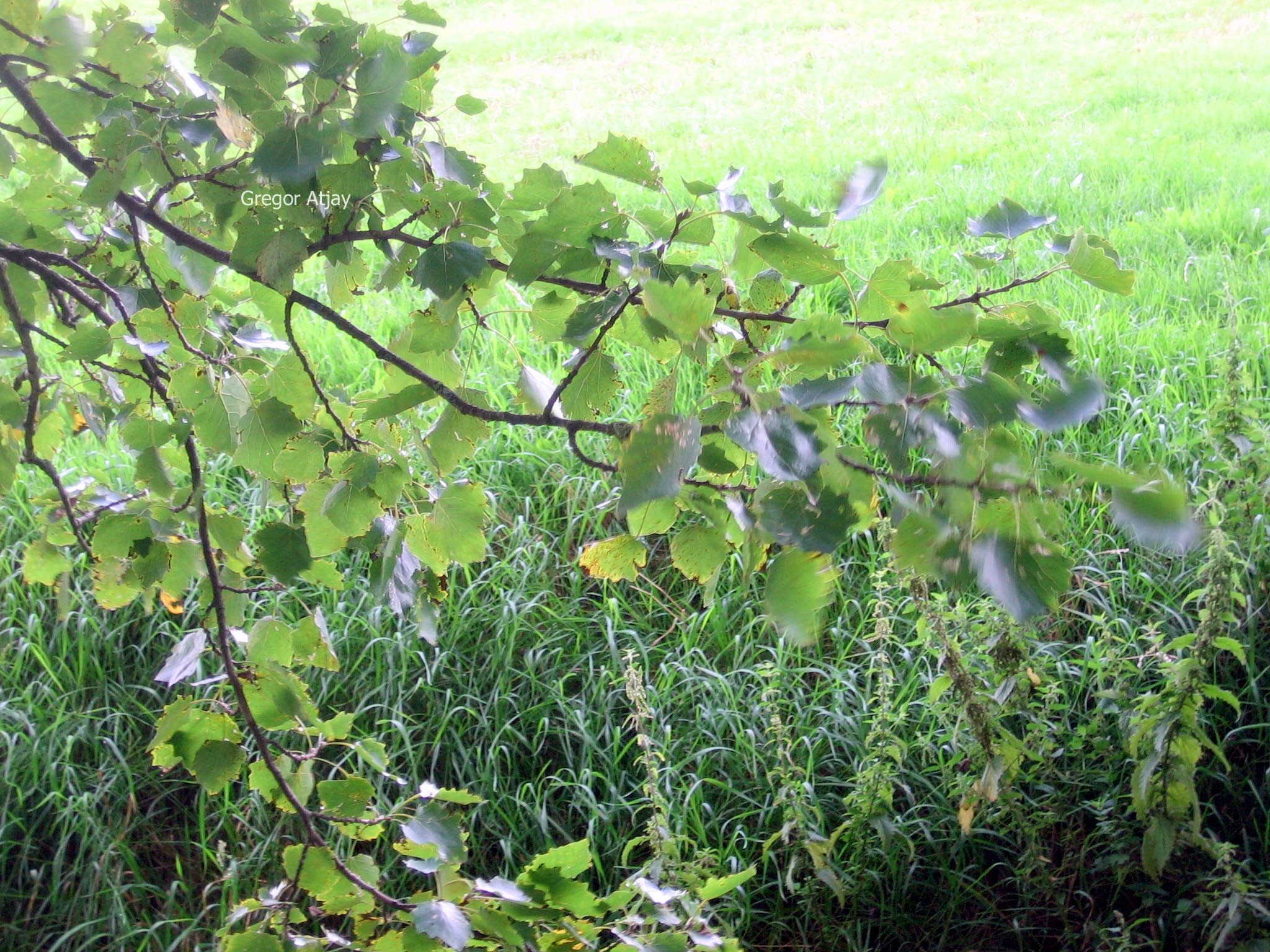 Populus canescens 'Witte van Haamstede'