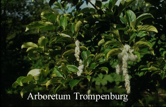 Populus maximowiczii