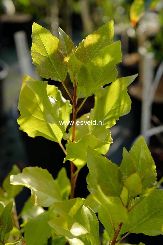 Populus nigra 'Lombardy Gold'