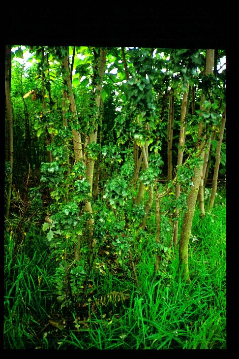 Populus nigra 'Sandwitch'