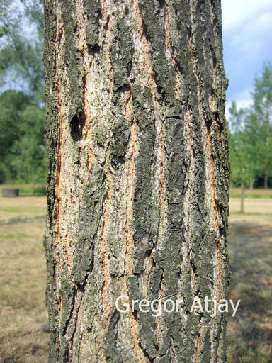 Populus nigra 'Wolterson'