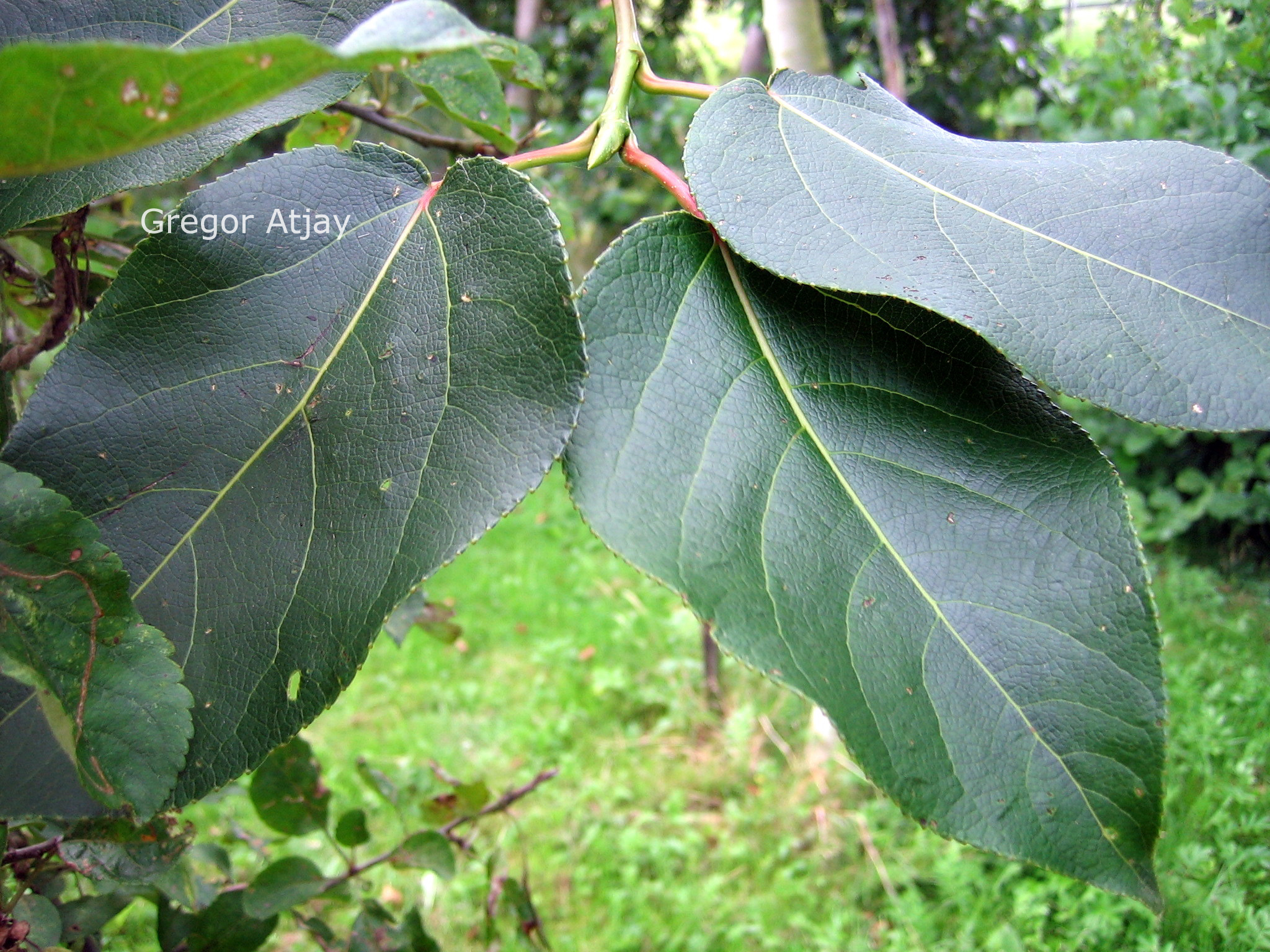 Populus purdomii