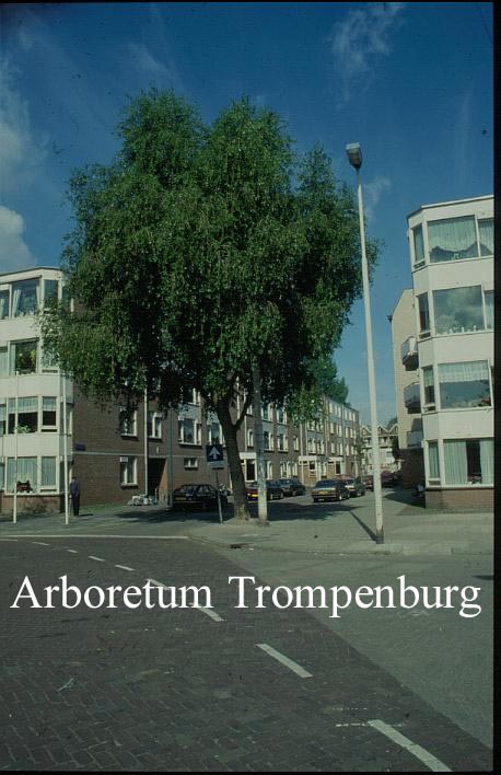 Populus simonii 'Fastigiata'