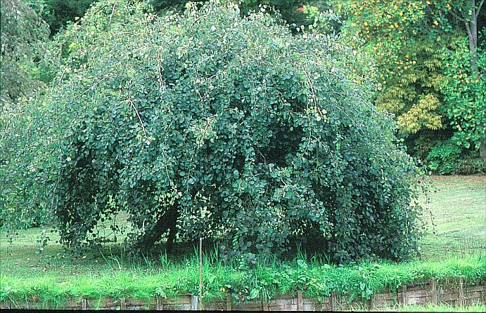 Populus tremula 'Pendula'
