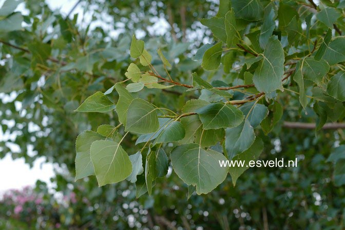 Populus tremula