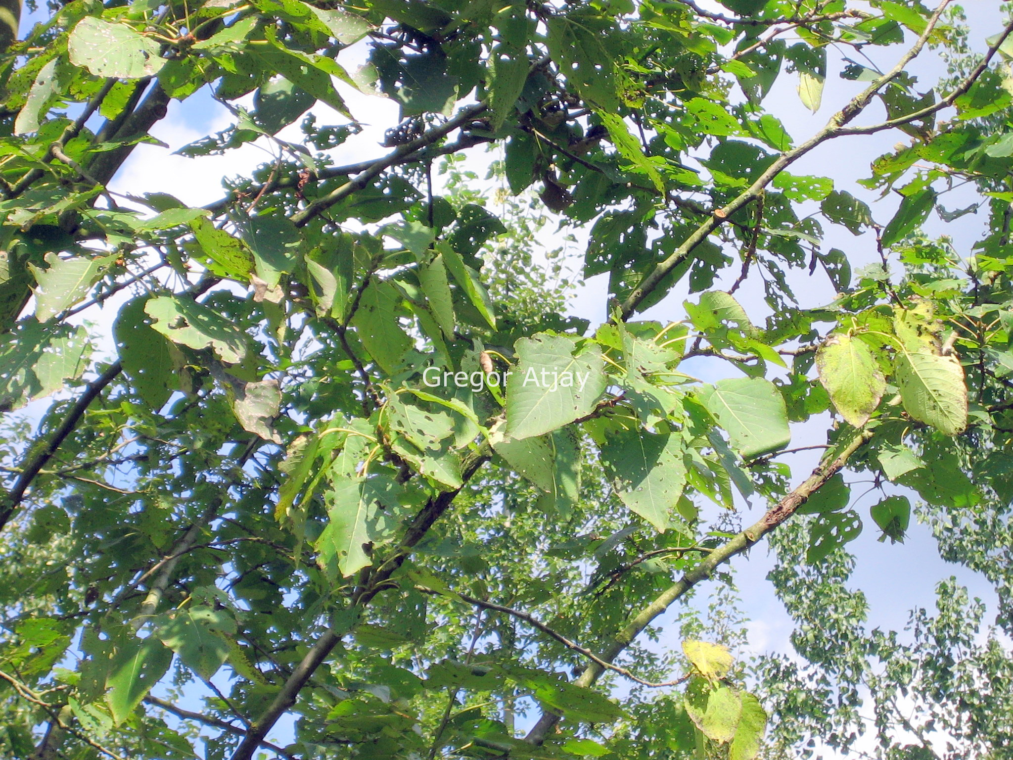 Populus wilsocarpa 'Beloni'