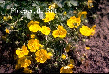 Potentilla crantzii 'Goldrausch'