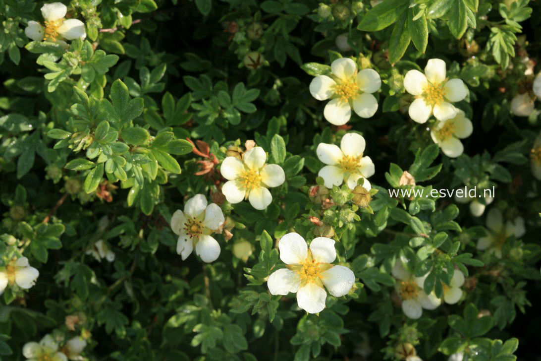 Potentilla fruticosa 'Alice'