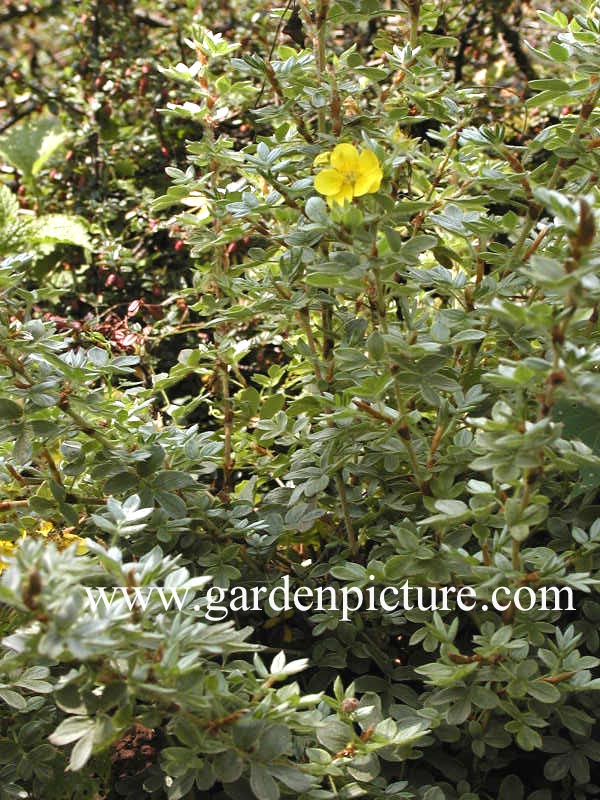 Potentilla fruticosa 'Beesii'