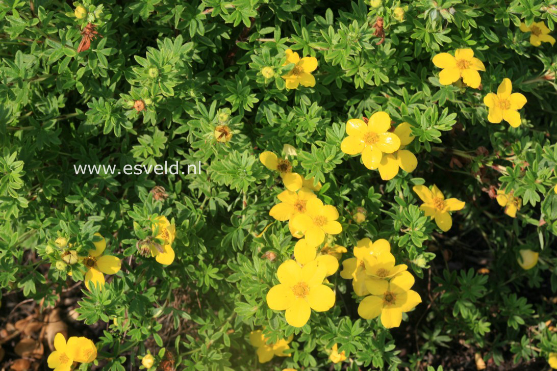 Potentilla fruticosa 'Buttercup'