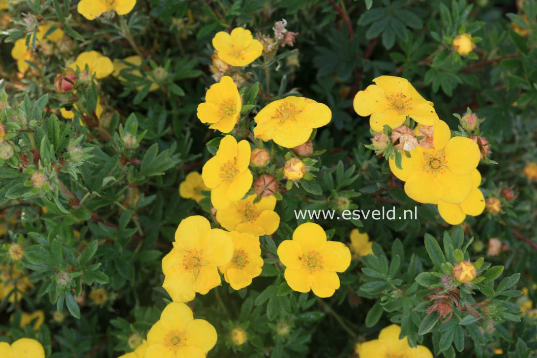 Potentilla fruticosa 'Chilo'