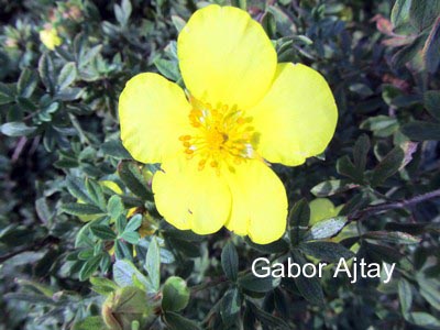 Potentilla fruticosa 'Dakota Sunrise'