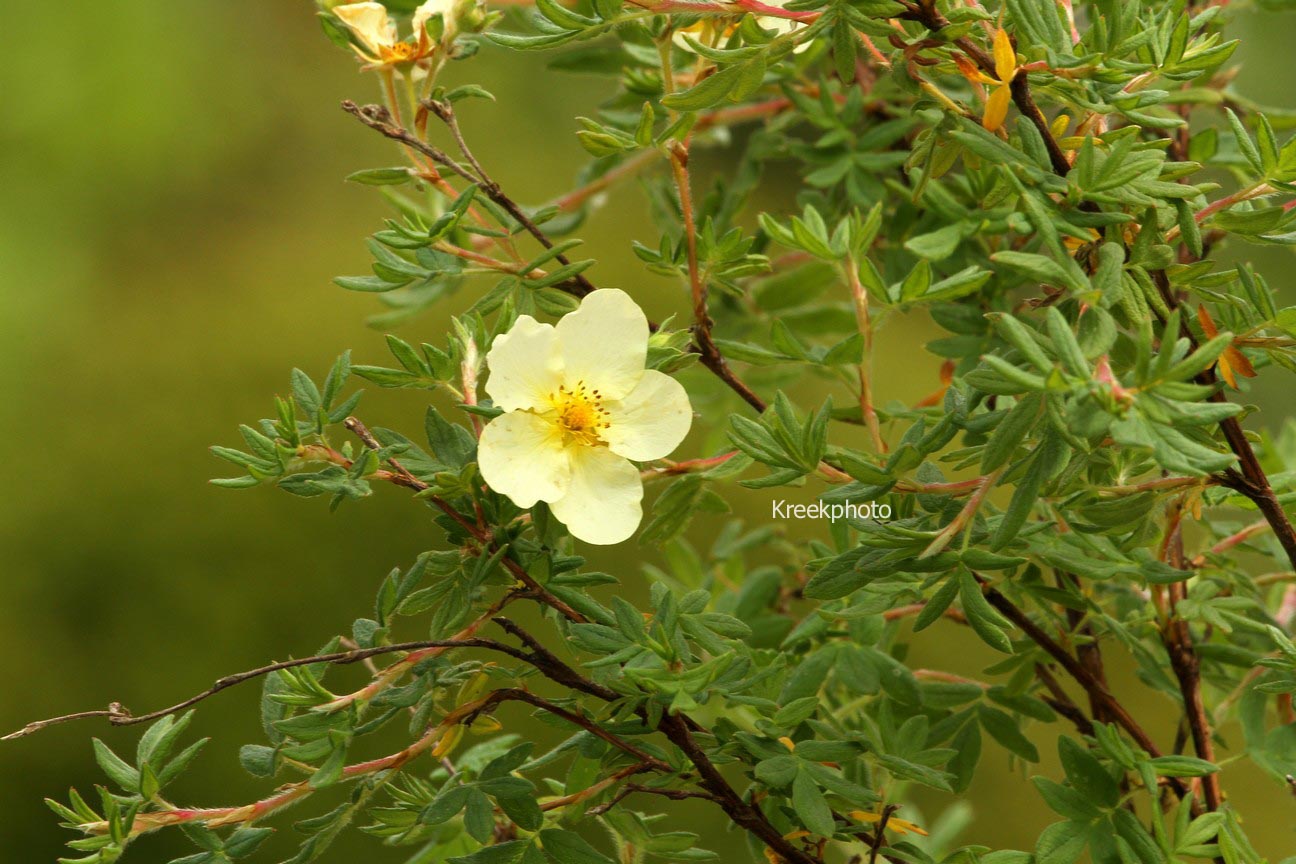 Potentilla fruticosa 'Elfenbein'