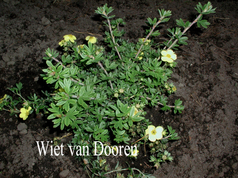Potentilla fruticosa 'Elizabeth'