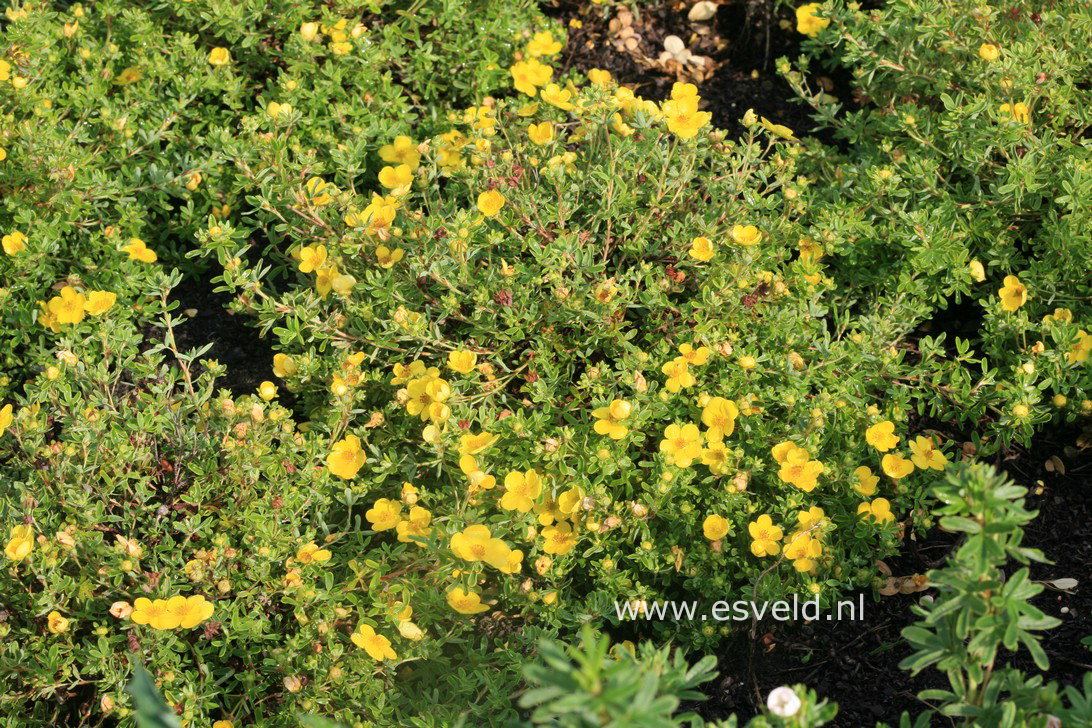 Potentilla fruticosa 'Golden Dwarf'