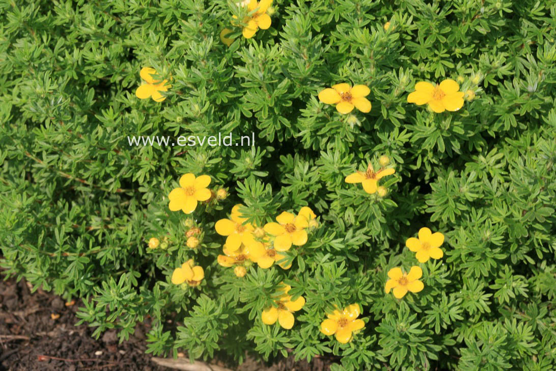 Potentilla fruticosa 'Goldkissen'