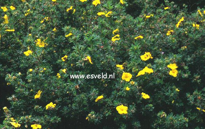 Potentilla fruticosa 'Goldteppich'