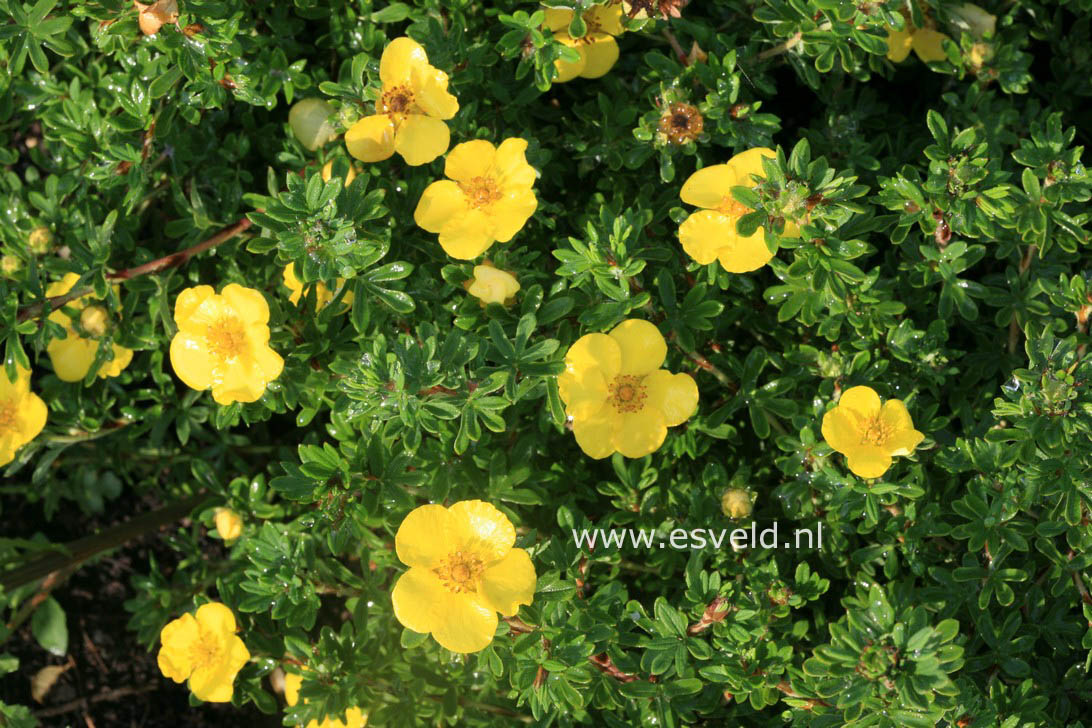 Potentilla fruticosa 'Hachmann's Gigant'