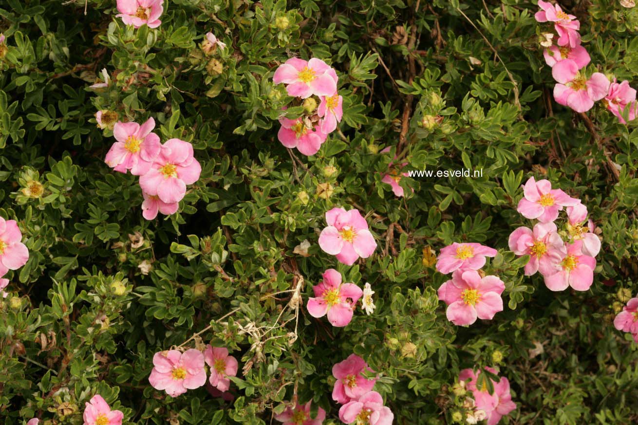 Potentilla fruticosa 'Kupinpa' (PINK PARADISE)