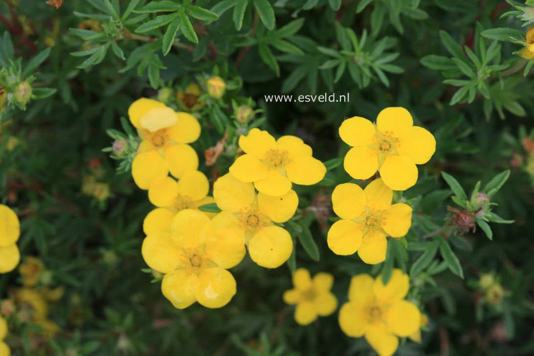 Potentilla fruticosa 'Leuchtfeuer'