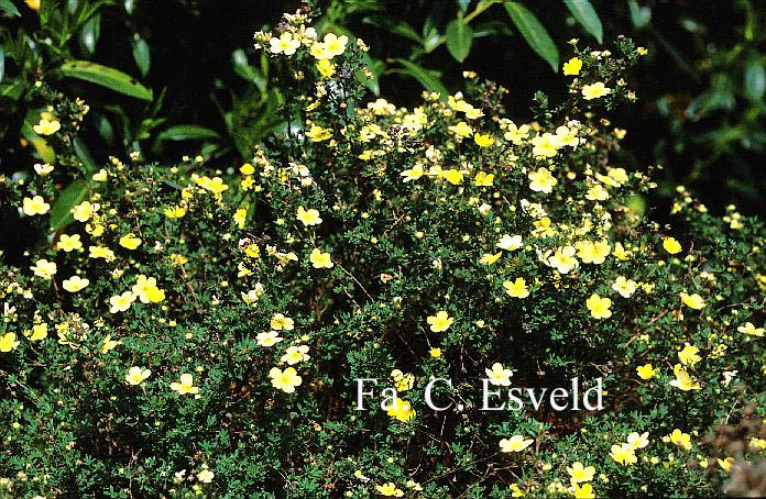 Potentilla fruticosa 'Longacre'