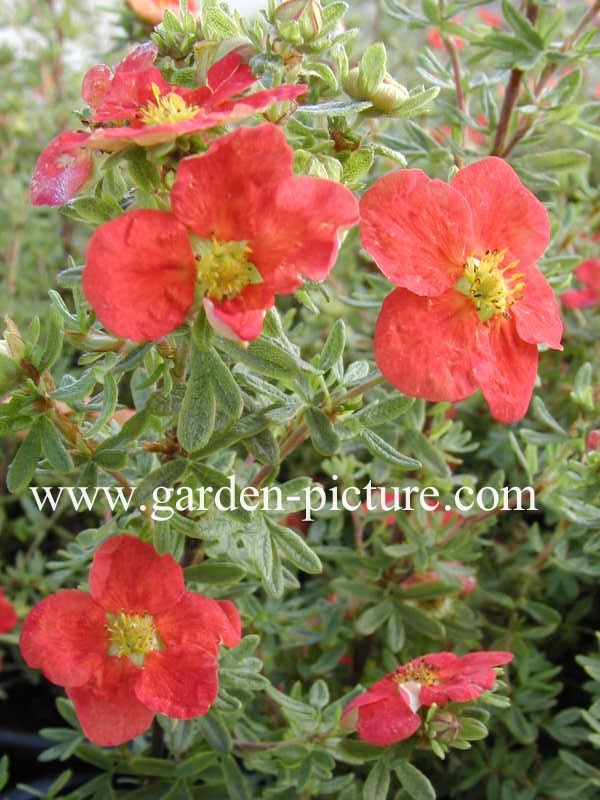 Potentilla fruticosa 'Marrobin' (MARIAN RED ROBIN)