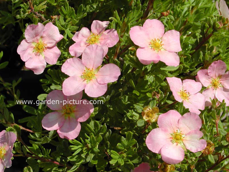 Potentilla fruticosa 'Pink Beauty' (LOVELY PINK)
