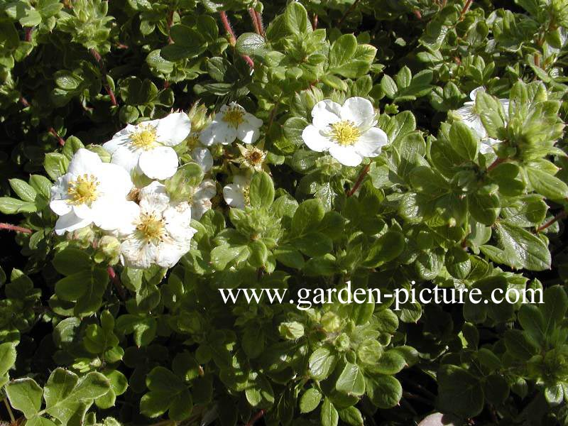 Potentilla fruticosa 'Purdomii Alba'