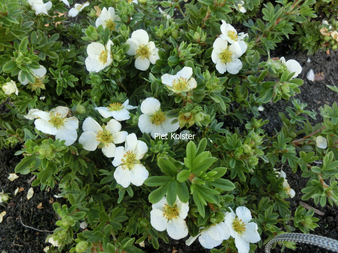 Potentilla fruticosa 'Tilford Cream' (81628)