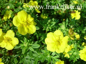 Potentilla fruticosa 'Yellow Bird'