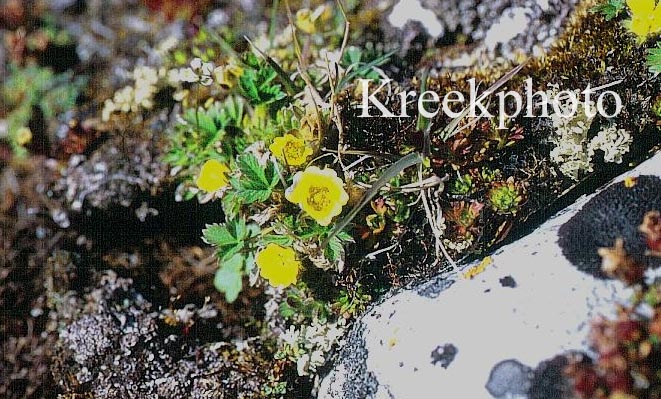 Potentilla hyparctica