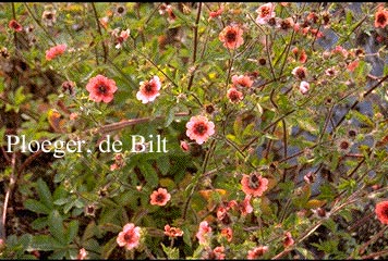 Potentilla nepalensis 'Roxana'