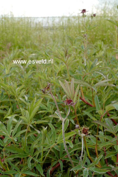 Potentilla palustris