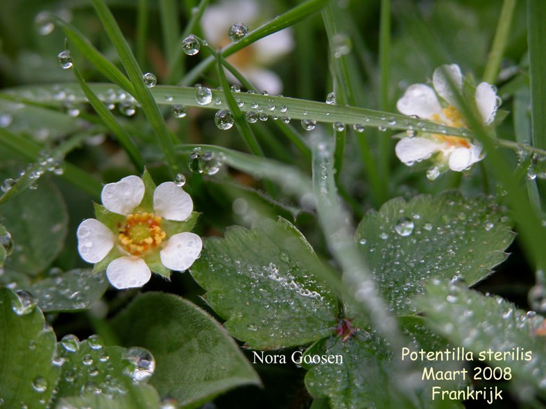 Potentilla sterilis