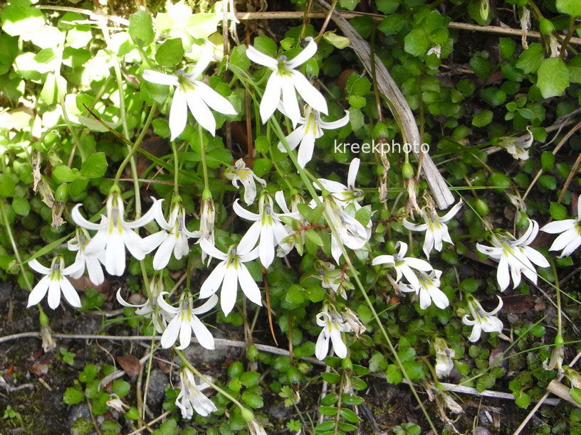 Pratia angulata