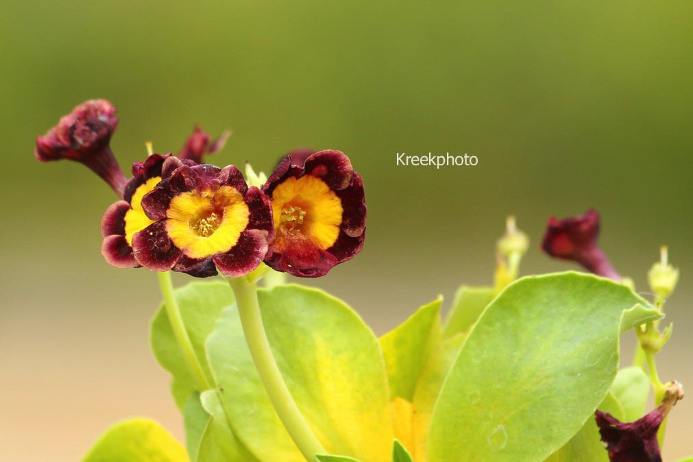 Primula 'Bradford City'