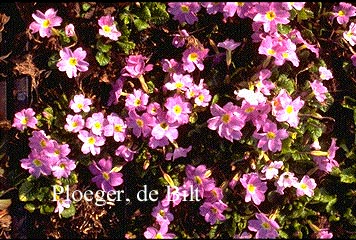 Primula 'Groenekan's Glorie'