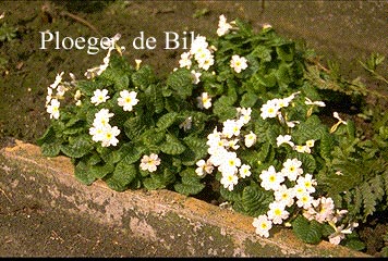 Primula 'Schneekissen'