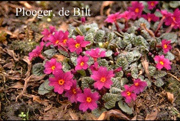 Primula 'Tawny Port'