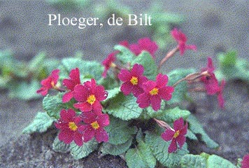 Primula 'Wanda' Primula 'Wanda'