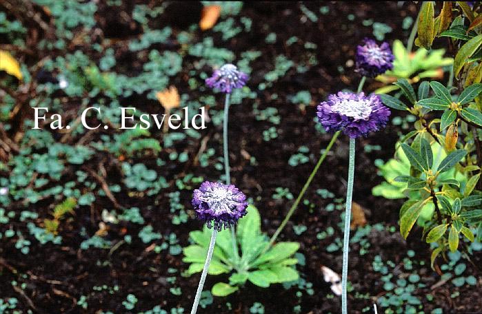 Primula capitata ssp. mooreana