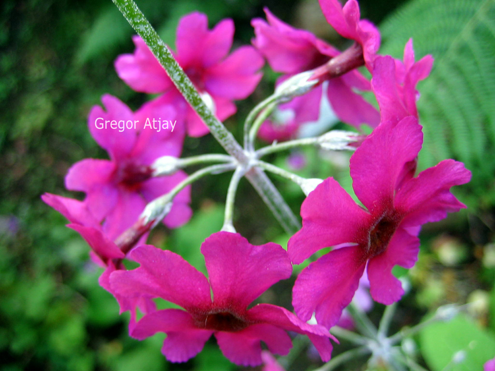 Primula denticulata 'Cashemeriana'