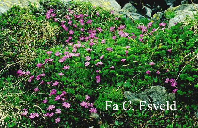 Primula integrifolia