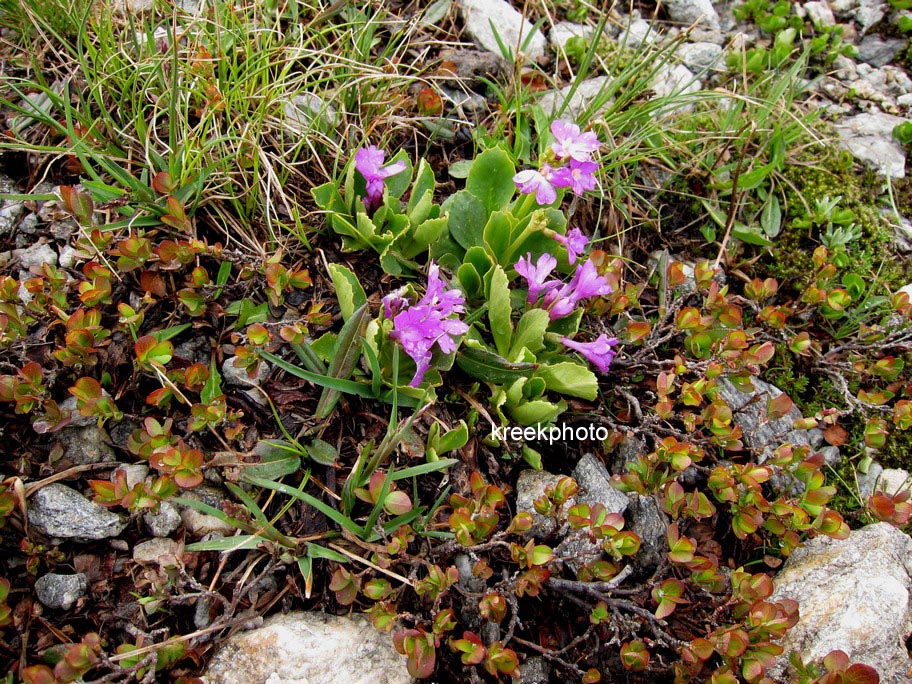 Primula latifolia