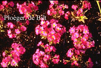 Primula rosea 'Grandiflora' Primula rosea 'Grandiflora'