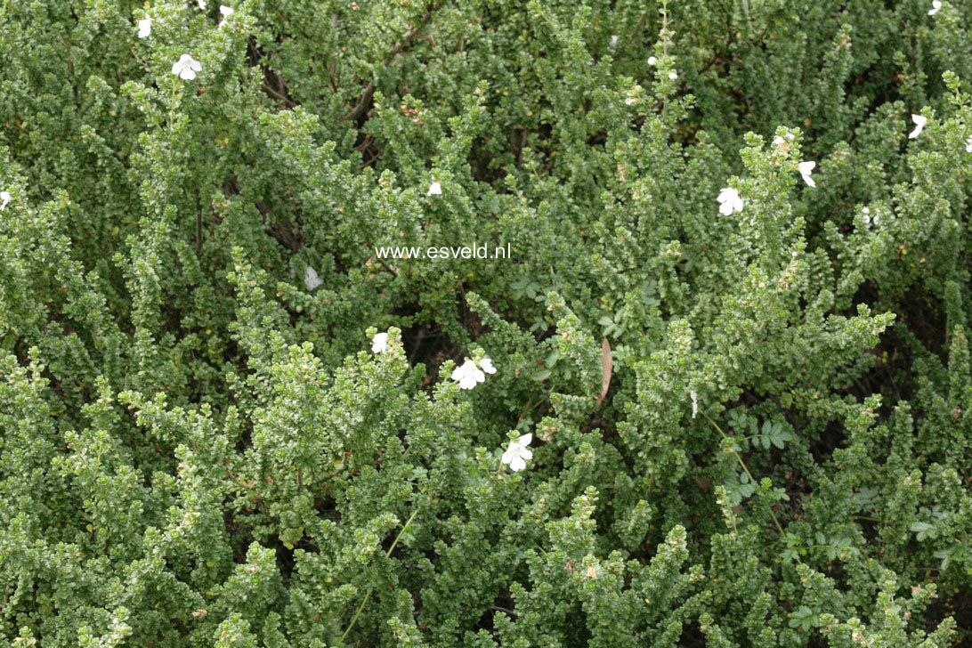 Prostanthera cuneata
